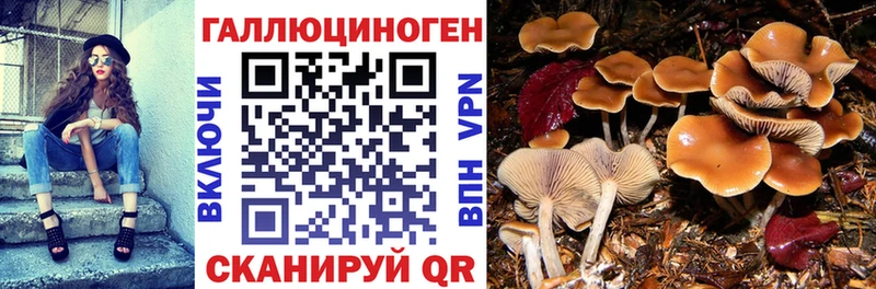 Галлюциногенные грибы мицелий  Курильск 